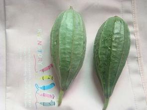 瓜叶弓怎么吃,解锁美味新体验