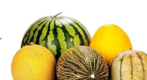 猪吃老瓜的好处,益处多多的生态养殖智慧