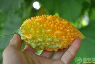 金刺瓜怎么吃,解锁美味新体验