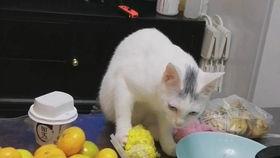 猫吃瓜玉米吗
